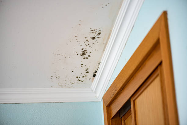 Best Residential Mold Remediation in Helena Valley West Central, MT
