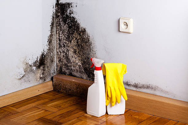 Best Black Mold Remediation in Helena Valley West Central, MT